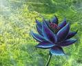 Avatar de Black Lotus